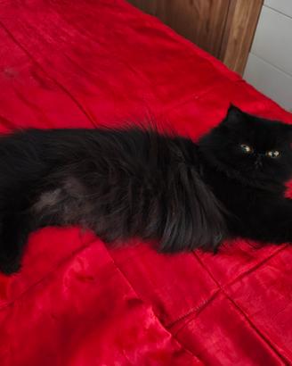 gatto persiano per accoppiamento 