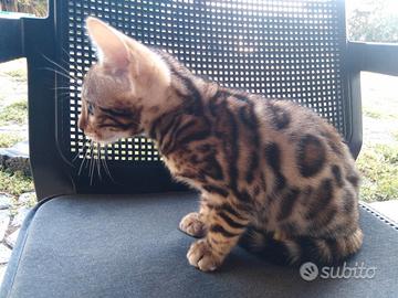 Bengala cuccioli