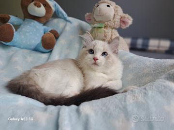 Cucciolo di Ragdoll WhiteAngels Teseo