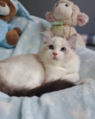 Cucciolo di Ragdoll WhiteAngels Teseo