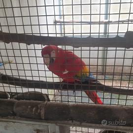Ara macao maschio ed altri pappagalli