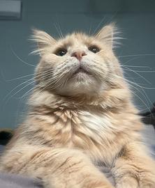 Maine coon femmina adulta