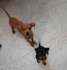 Cani pincer