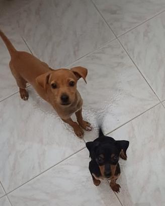 Cani pincer