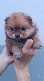 Spitz di Pomerania nana