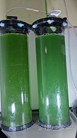 fitoplancton vivo Green e synecho