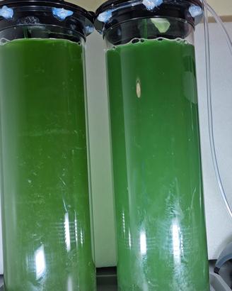 fitoplancton vivo Green e synecho