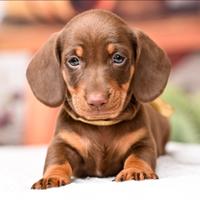 Cuccioli bassotto pagamento semplificato