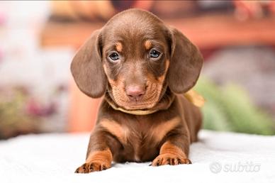 Cuccioli bassotto pagamento semplificato