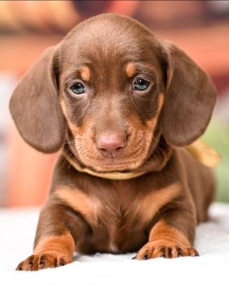 Cuccioli bassotto pagamento semplificato