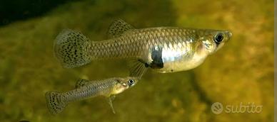 Gambusia affinis