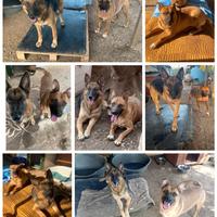 Asia e Simba:Pastore tedesco e figlio in adozione