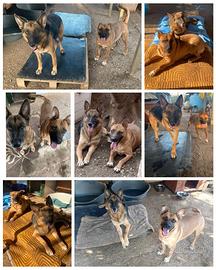 Asia e Simba:Pastore tedesco e figlio in adozione