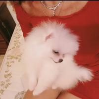 Cucciolo di pomerania