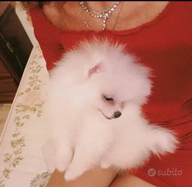 Cucciolo di pomerania