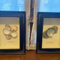 Quadri con conchiglie