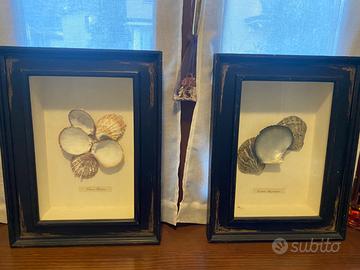 Quadri con conchiglie