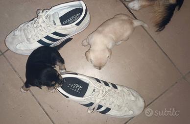 Cuccioli piccola taglia