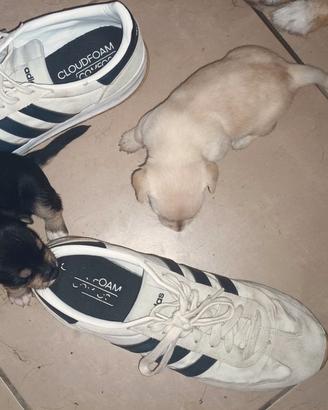 Cuccioli piccola taglia