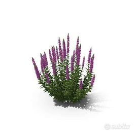 5 Rizomi di Lythrum salicaria -fitodepurazione