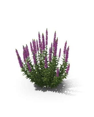5 Rizomi di Lythrum salicaria -fitodepurazione