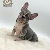 Super maschietto bulldog francese Lilac merle