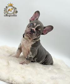 Super maschietto bulldog francese Lilac merle