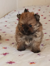 Spitz Pomerania con pedigree ENCI
