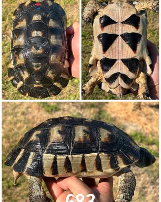 Maschio Testudo marginata sarda tartaruga terra