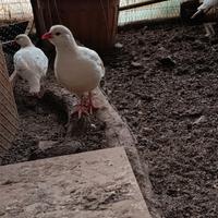 Trio coturnici mutate bianche