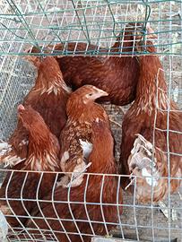 Brhama e galline ovaiole