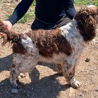 Springer spaniel inglese