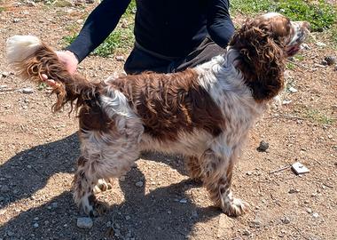 Springer spaniel inglese