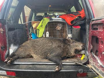 Cani da caccia grossa