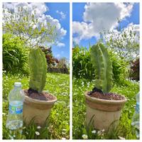 Caudex cactus piante fiori lotto