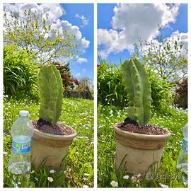 Caudex cactus piante fiori lotto