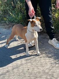 Amstaff