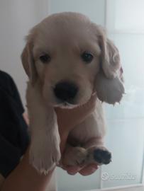 Golden retriver