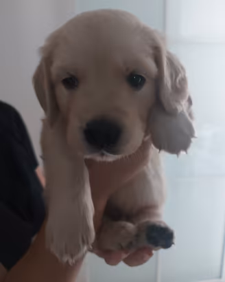 Golden retriver