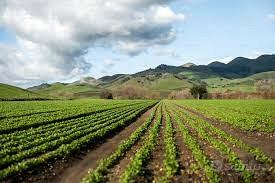 Terreno agricolo in Sabina (RI)