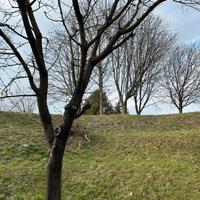 Alberi da tagliare e legna