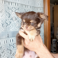 Cucciolo Chihuahua Pedigree Enci