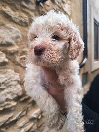 Cuccioli Lagotto Romagnolo