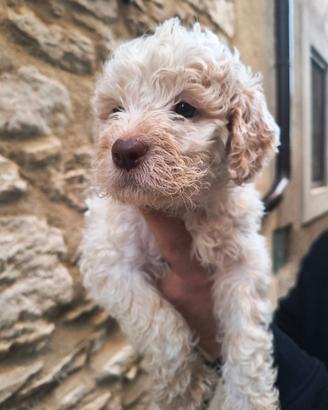 Cuccioli Lagotto Romagnolo