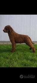 Lagotto Romagnolo femmina adulta