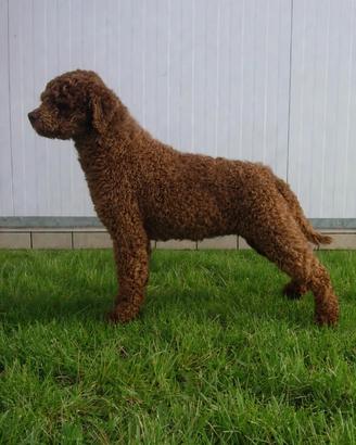Lagotto Romagnolo femmina adulta