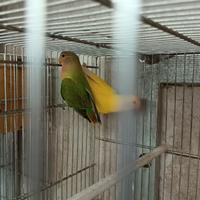 Pappagalli inseparabili