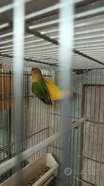 Pappagalli inseparabili