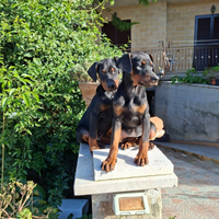 Dobermann