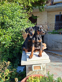 Dobermann